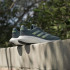 Zapatillas de Running adidas Supernova 3 Hombre