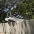 Zapatillas de Running adidas Solarboost 5 Hombre