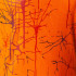 Camiseta Tirantes Joma Elite IX Mujer Naranja